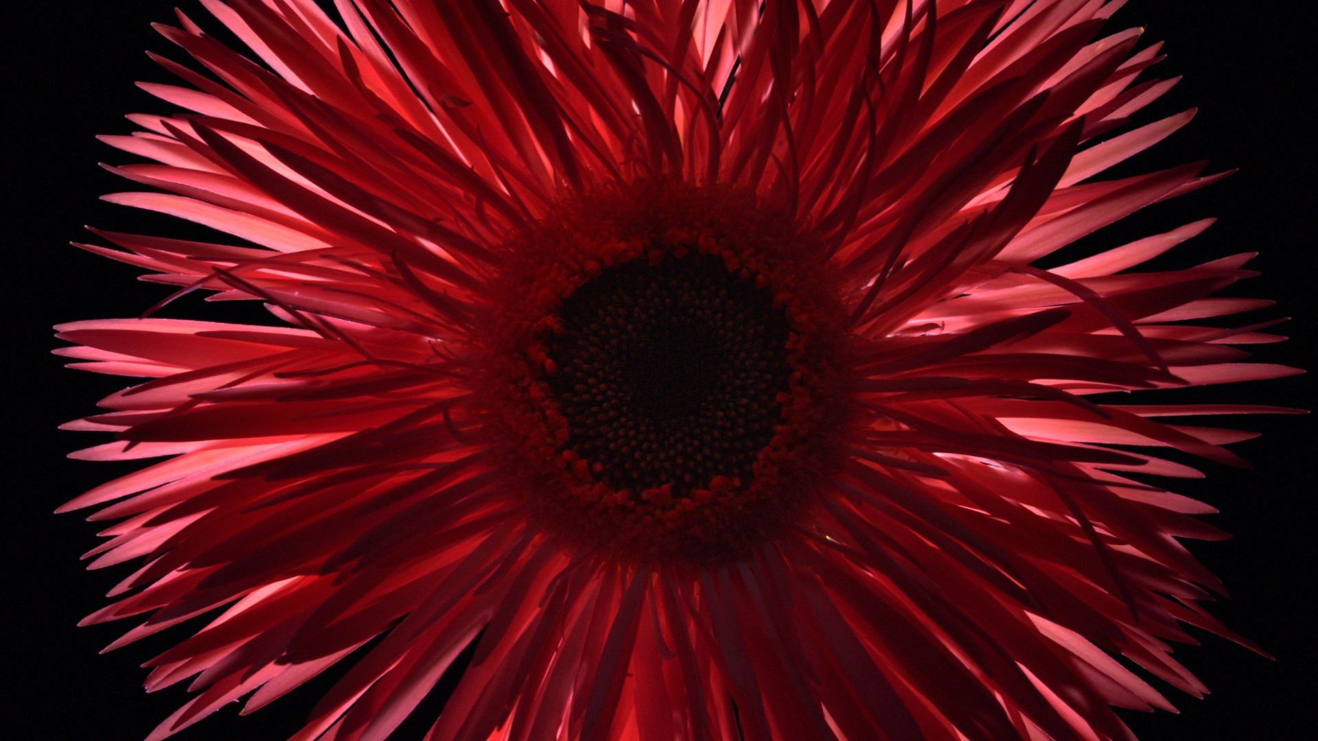 SNCF Flowers 12