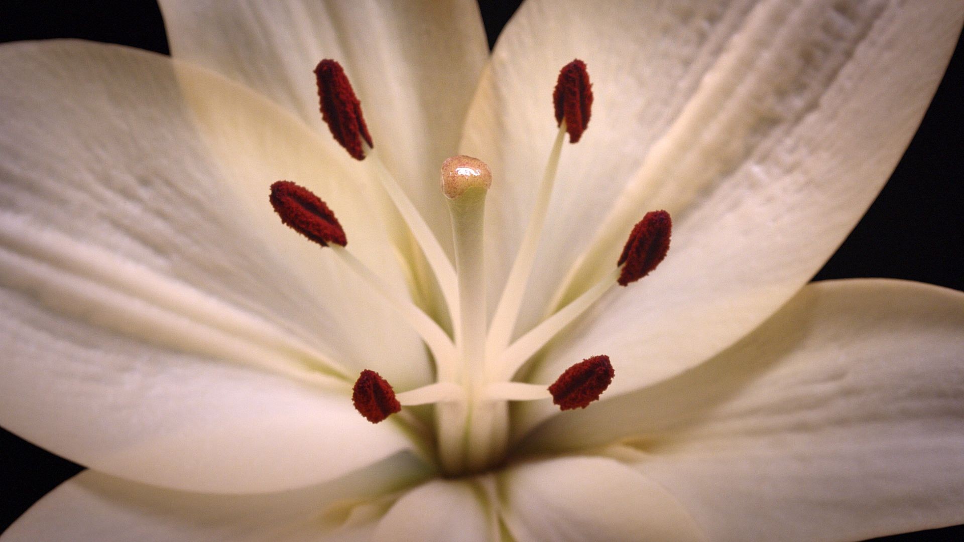 SNCF Flowers 2