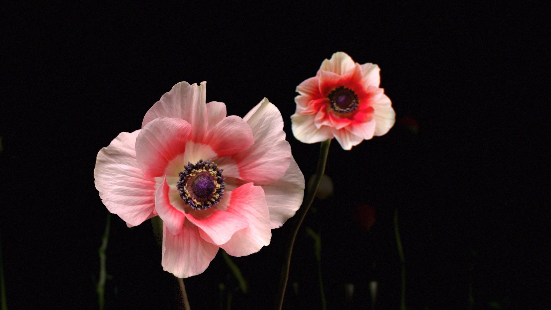 SNCF Flowers 6